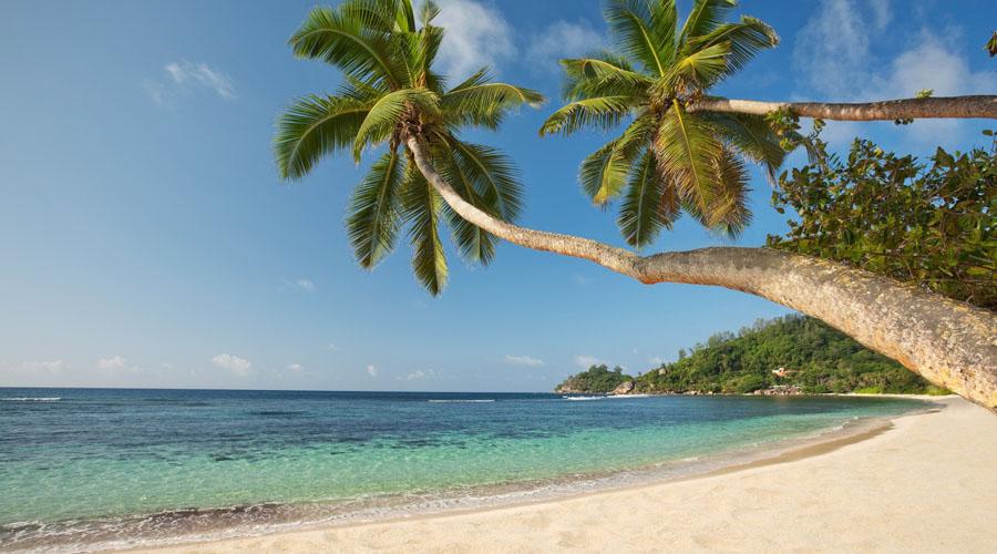 Baie Lazare Beach With Palm Trees
